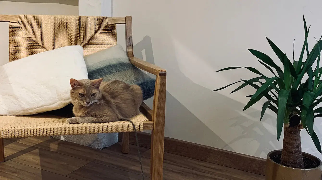 les animaux sont les bienvenus chez Gauhart Bijoux à Rouen